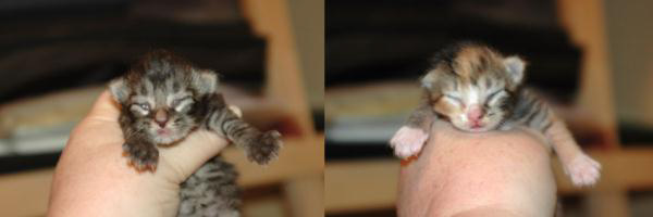 kittens age progression